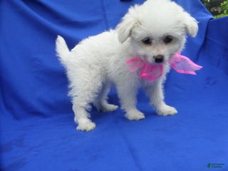 Pomapoo dogs Winnie - Ad 4