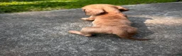 Dachshund dogs for sale: Male Two - Ad 4