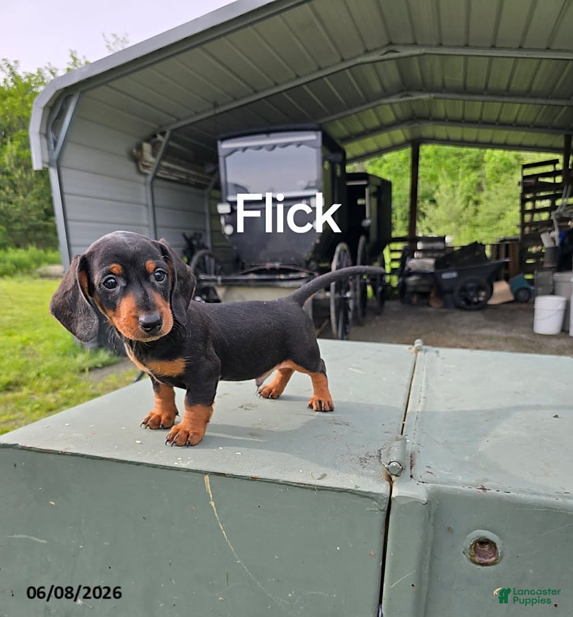Dachshund dogs Flick - Ad 10