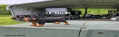 Flick