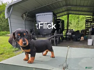 Dachshund dogs Flick - Ad 10