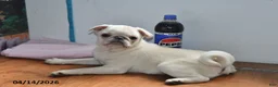 Pug dogs for sale: Priceless Pearl - Ad 5