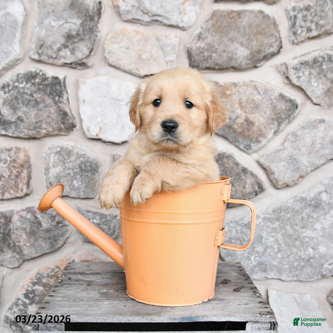 Golden Retriever dogs for sale: Champ  - Ad 1