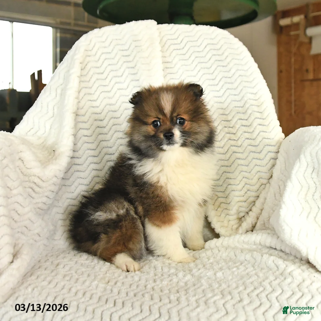 Pomeranian dogs for sale: Fudge - Ad 1