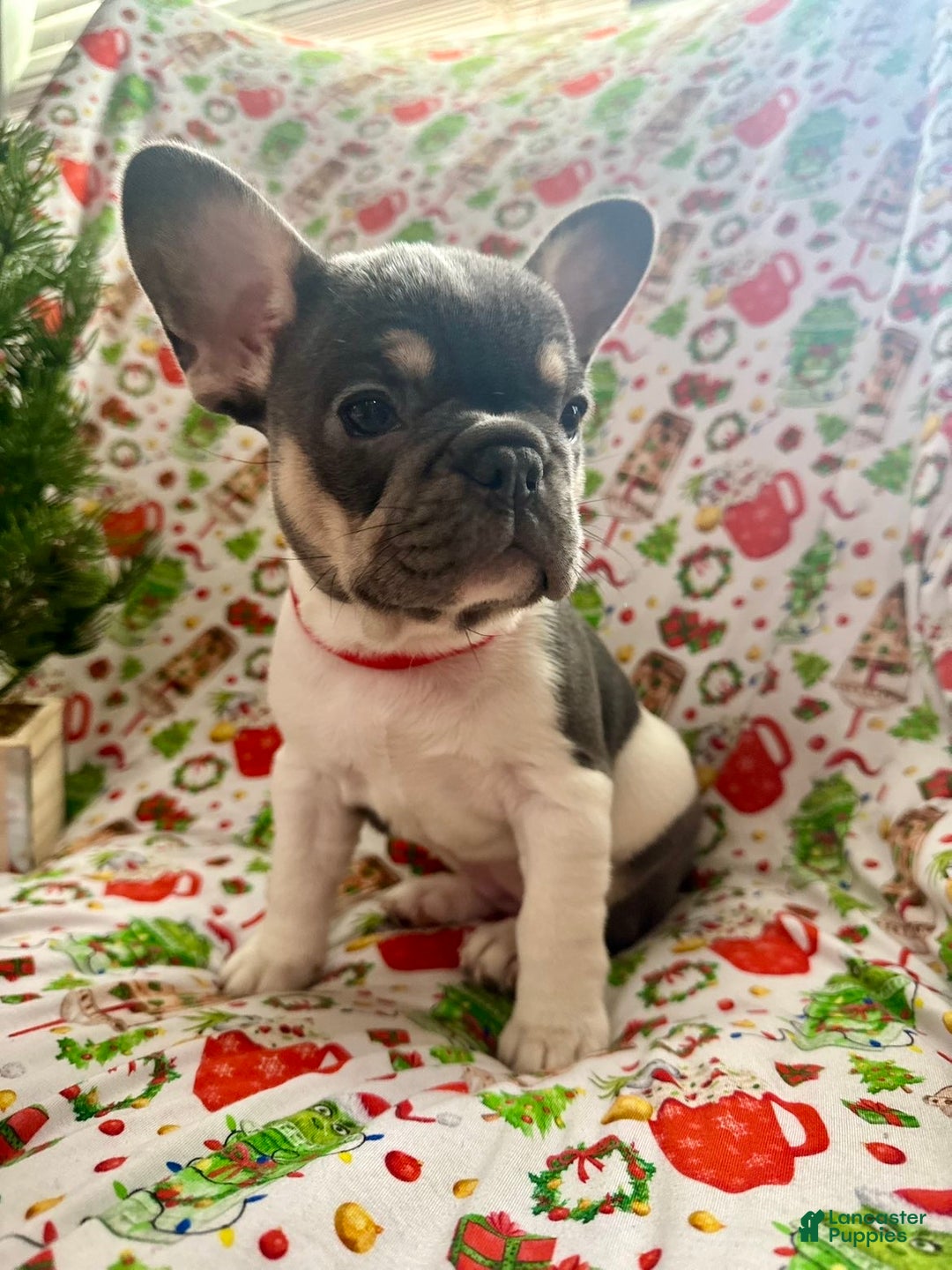 French Bulldog dogs for sale: 🎄 AKC Registered Rare Blue Pied French Bulldog Puppy – Ready for the Holidays! - Ad 2