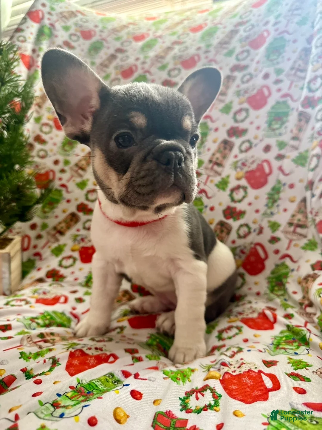 French Bulldog dogs for sale: 🎄 AKC Registered Rare Blue Pied French Bulldog Puppy – Ready for the Holidays! - Ad 2