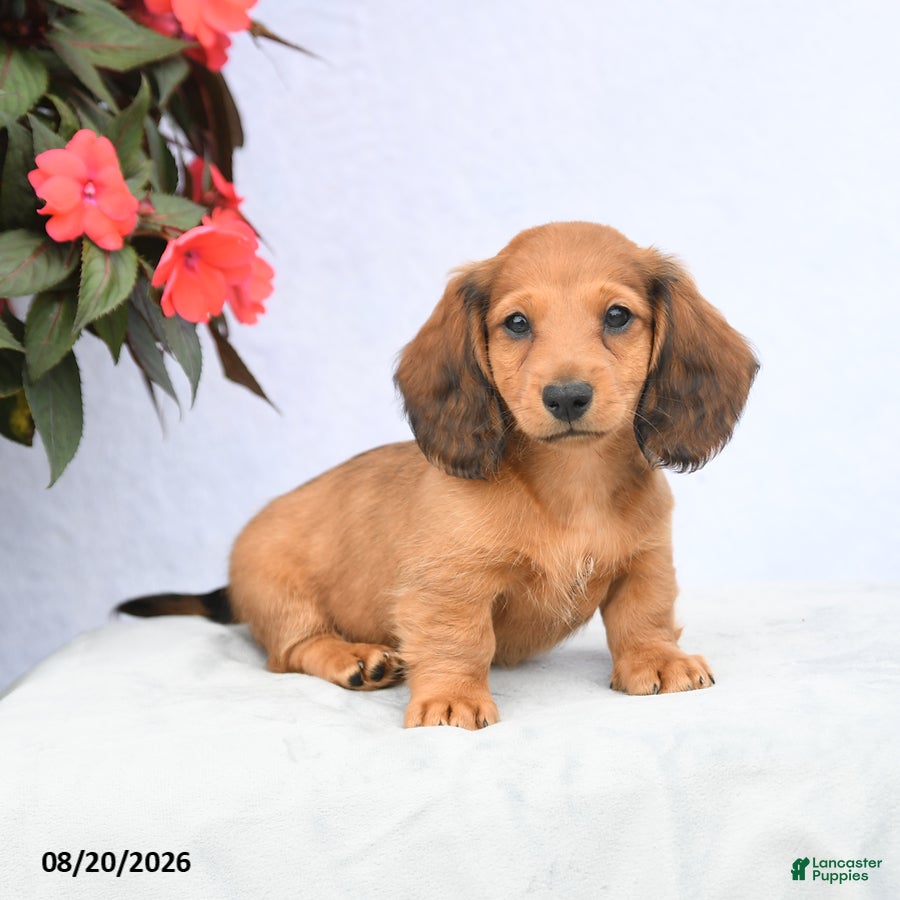 Miniature Dachshund dogs Hickory - Ad 1