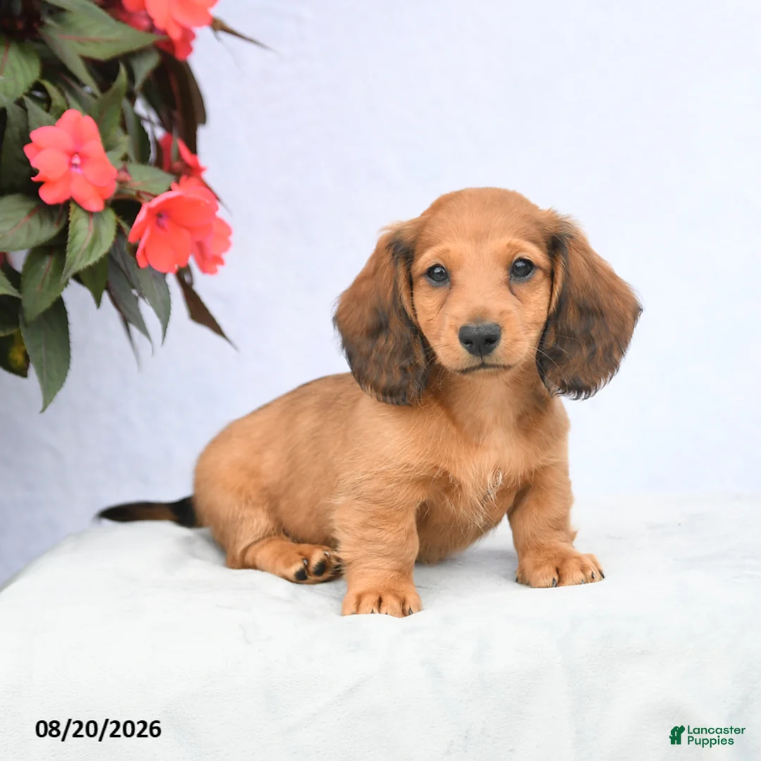 Miniature Dachshund dogs for sale: Hickory - Ad 1