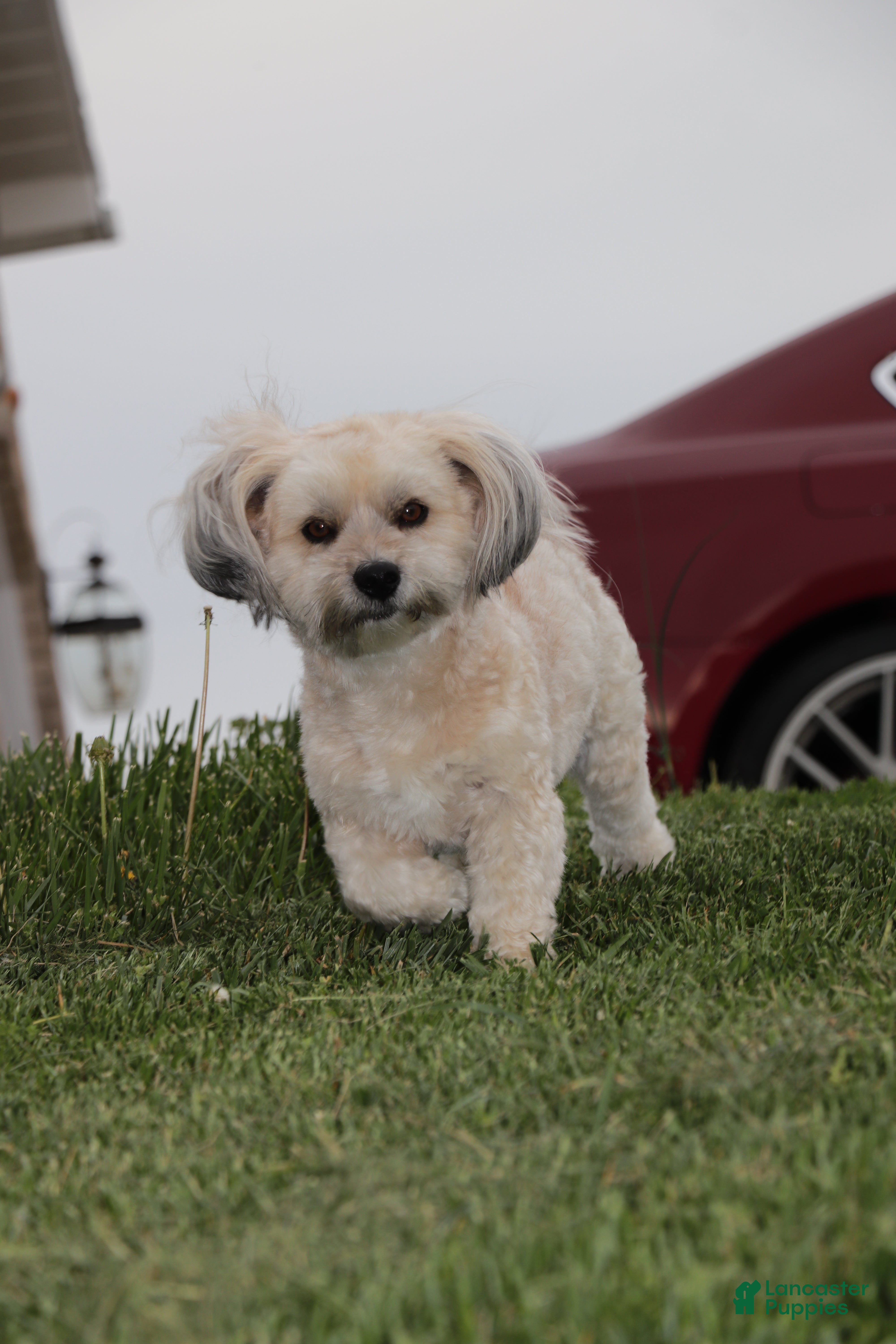 Havanese dogs Havanese 1 - Ad 1