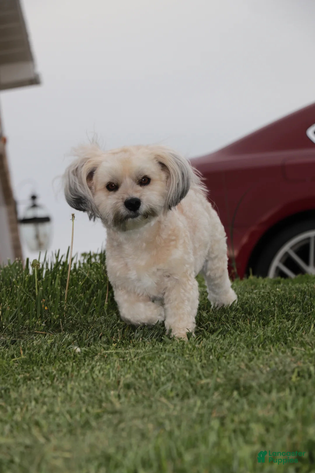 Havanese dogs for sale: Havanese 1 - Ad 1
