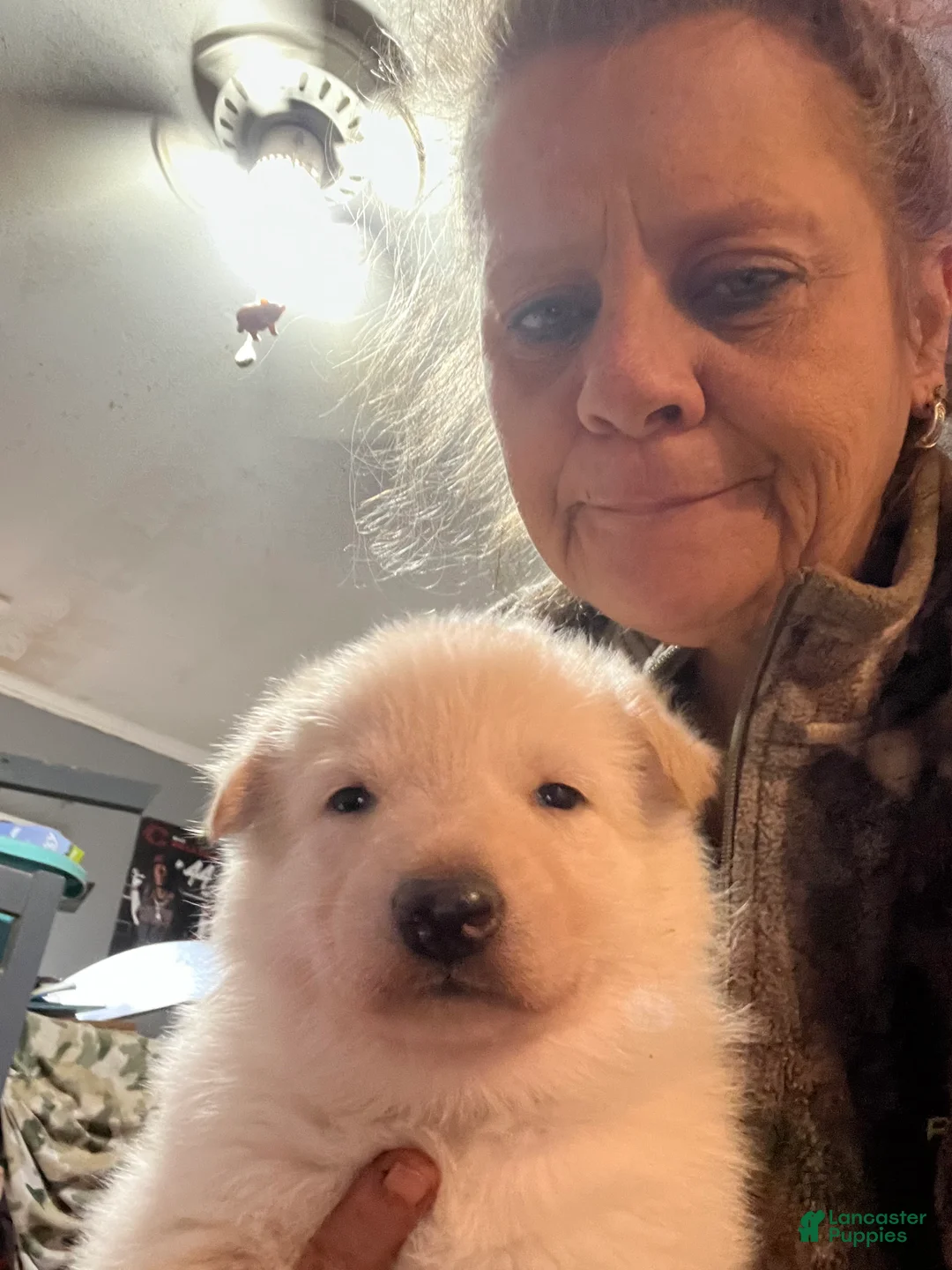 German Shepherd dogs for sale: German Shepherd Puppy 6 - Ad 1