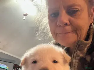 German Shepherd dogs German Shepherd Puppy 6 - Ad 10