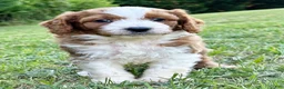 Mini Goldendoodle dogs for sale: Wallen - Ad 3