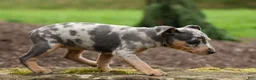 Miniature Pinscher dogs for sale: ANGIE - Ad 10