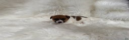 Jack Russell Terrier dogs for sale: Mia Puppy 3 - Ad 6
