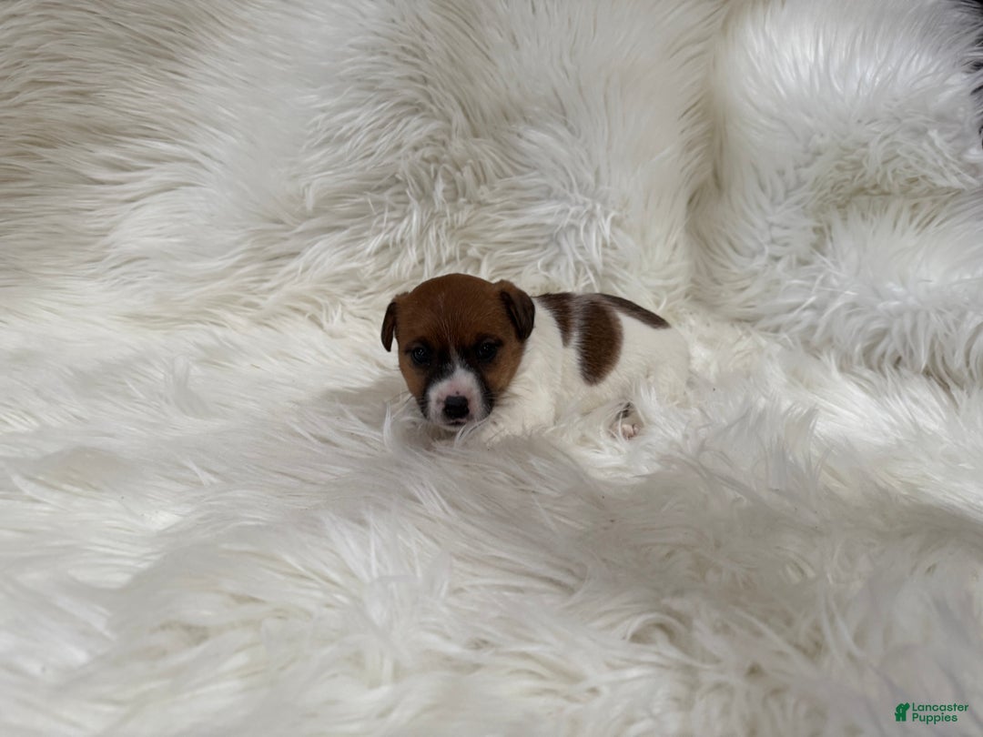 Jack Russell Terrier dogs for sale: Mia Puppy 3 - Ad 6