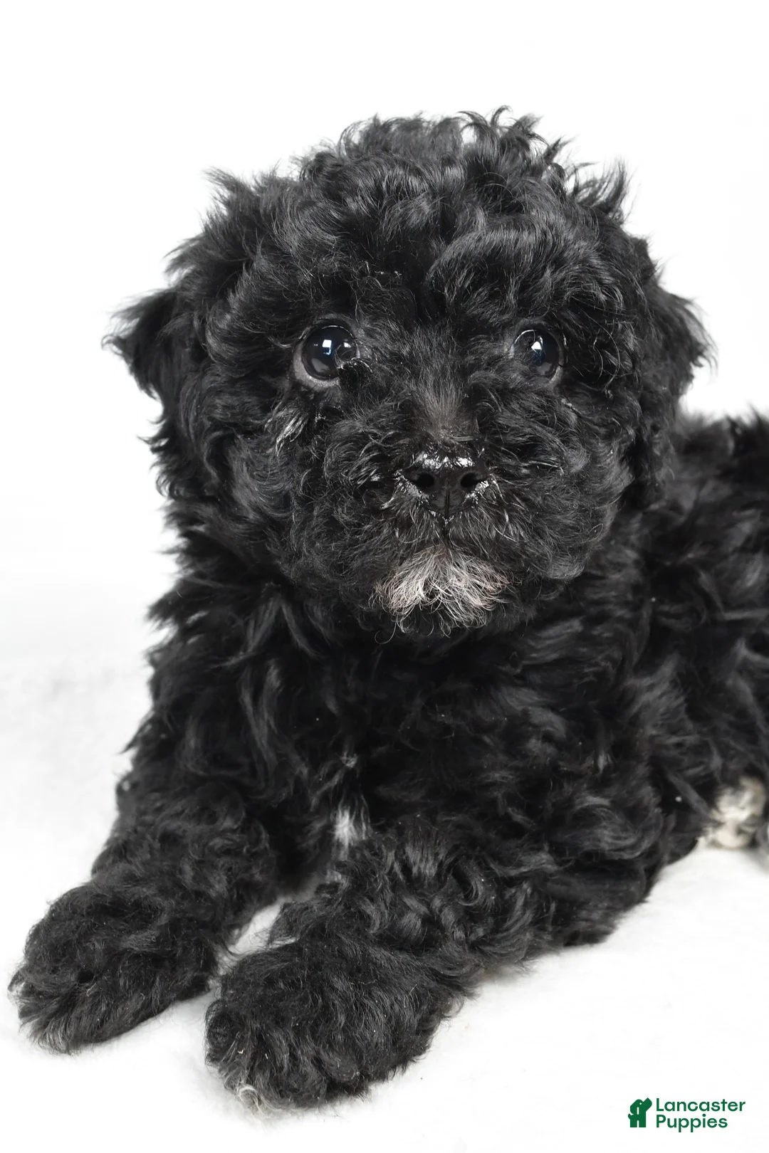 Yorkiepoo dogs for sale: Rina - Ad 2