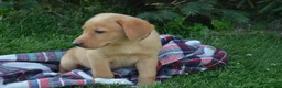 Labrador Retriever dogs for sale: Copper - Ad 6