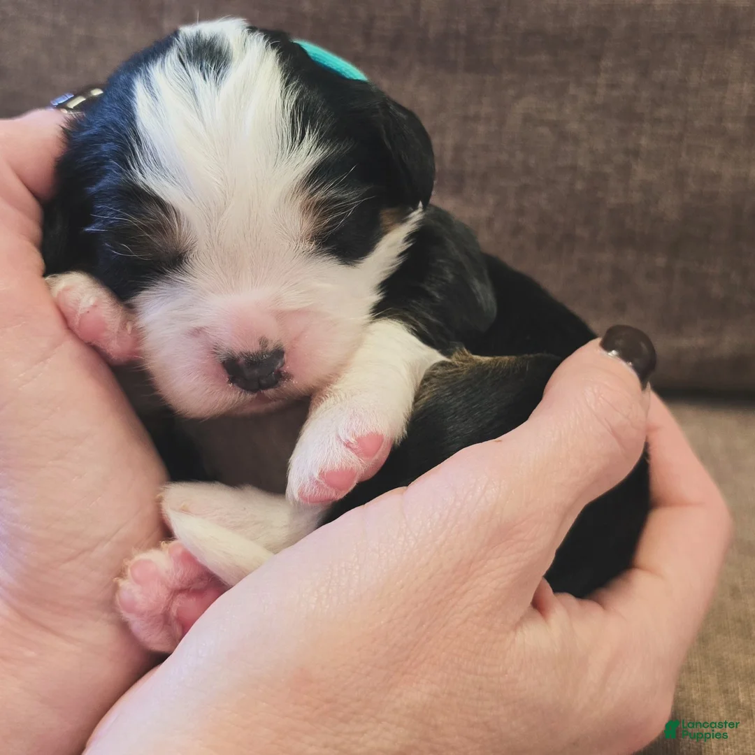 Miniature Bernese Mountain Dog dogs for sale: Paris - Ad 1