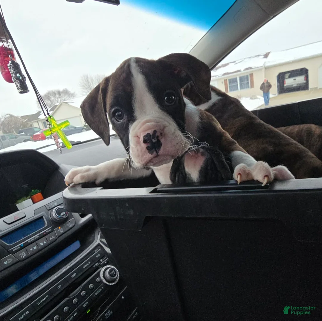 Boxer dogs for sale: Chase - Ad 3