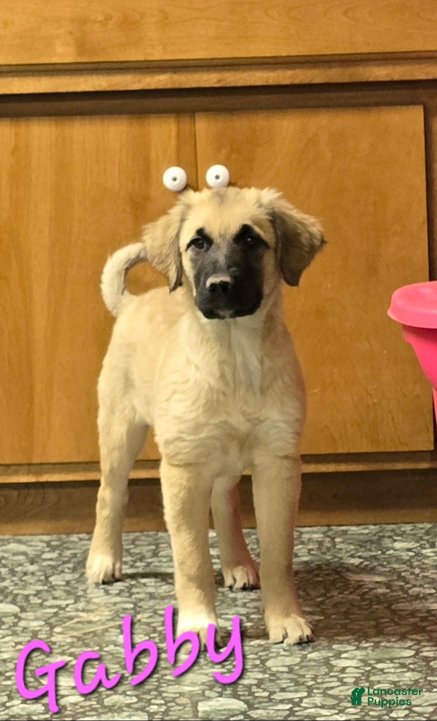 Mixed Breed dogs ⭐ Gabby - Ad 1