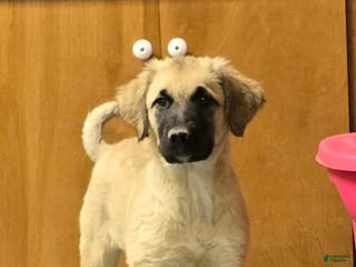 Mixed Breed dogs ⭐ Gabby - Ad 2