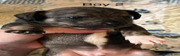 Chiweenie dogs for sale: Chiweenie 2 - Ad 7