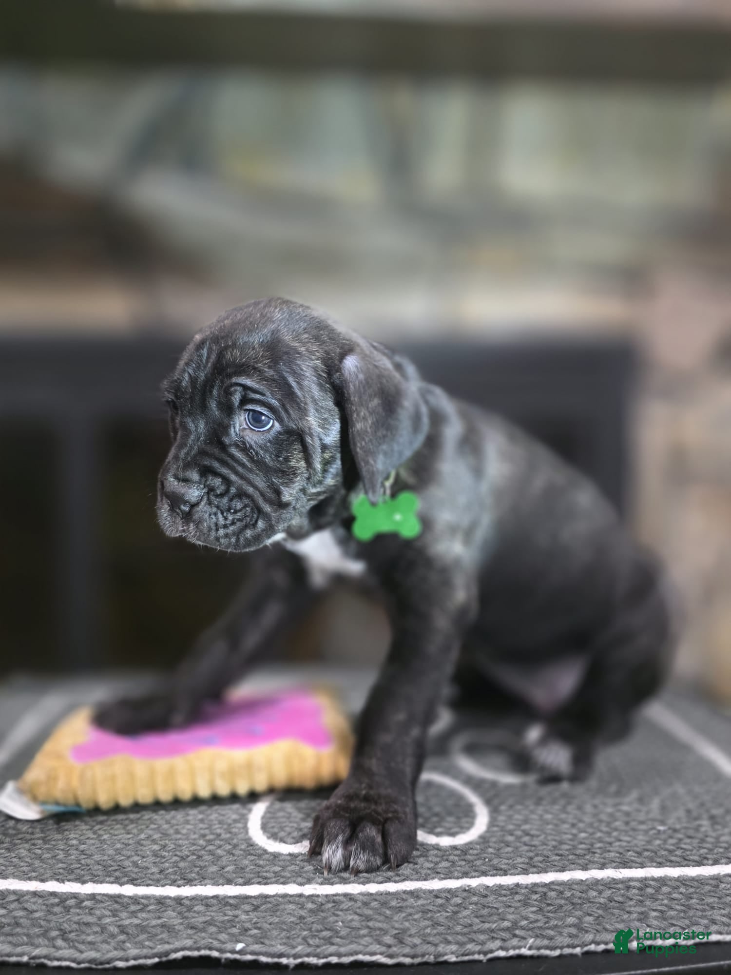 Cane Corso dogs Ivi - Ad 2