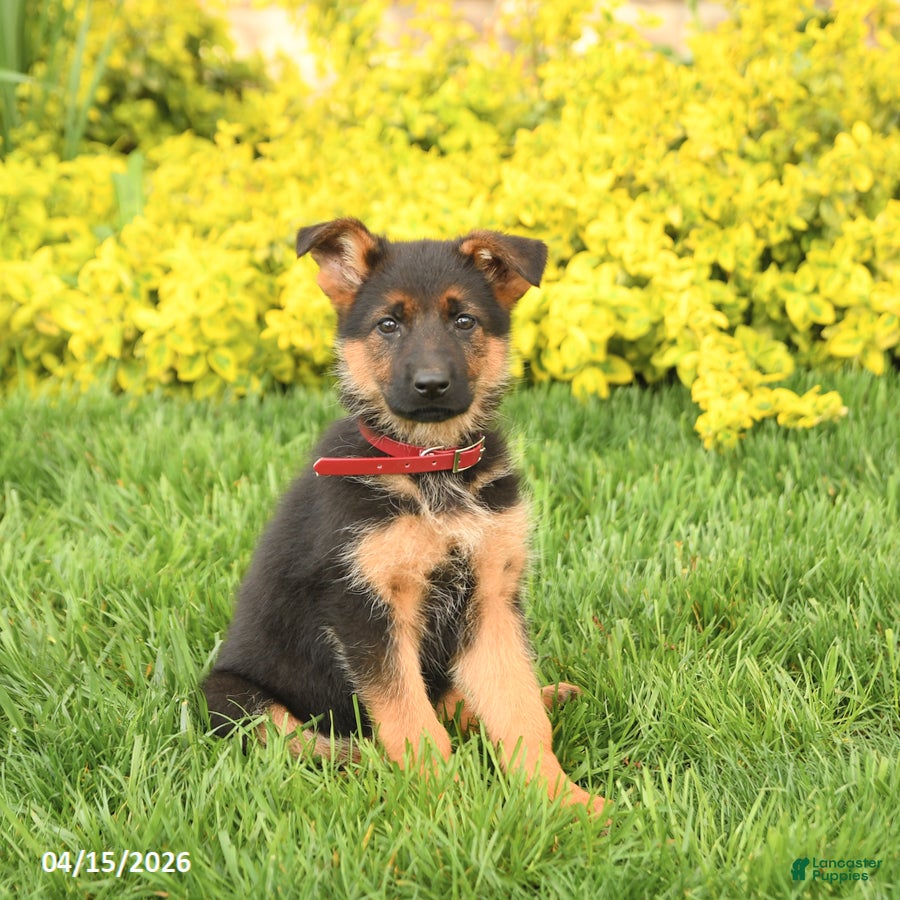 German Shepherd dogs Gloria - Ad 2