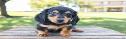 Miniature Dachshund dogs for sale: Tootsie - Ad 14