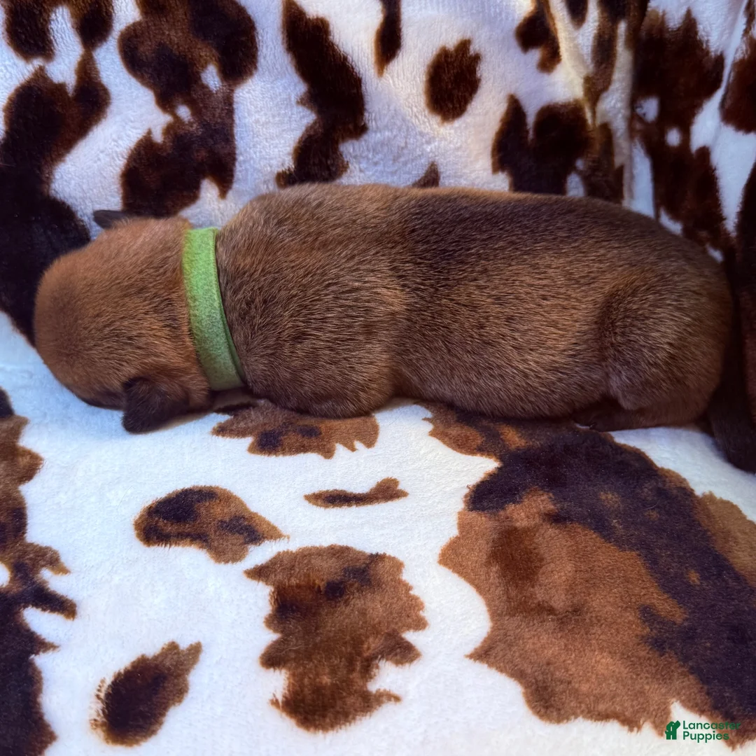 Mixed Breed dogs for sale: Bandit - Ad 2