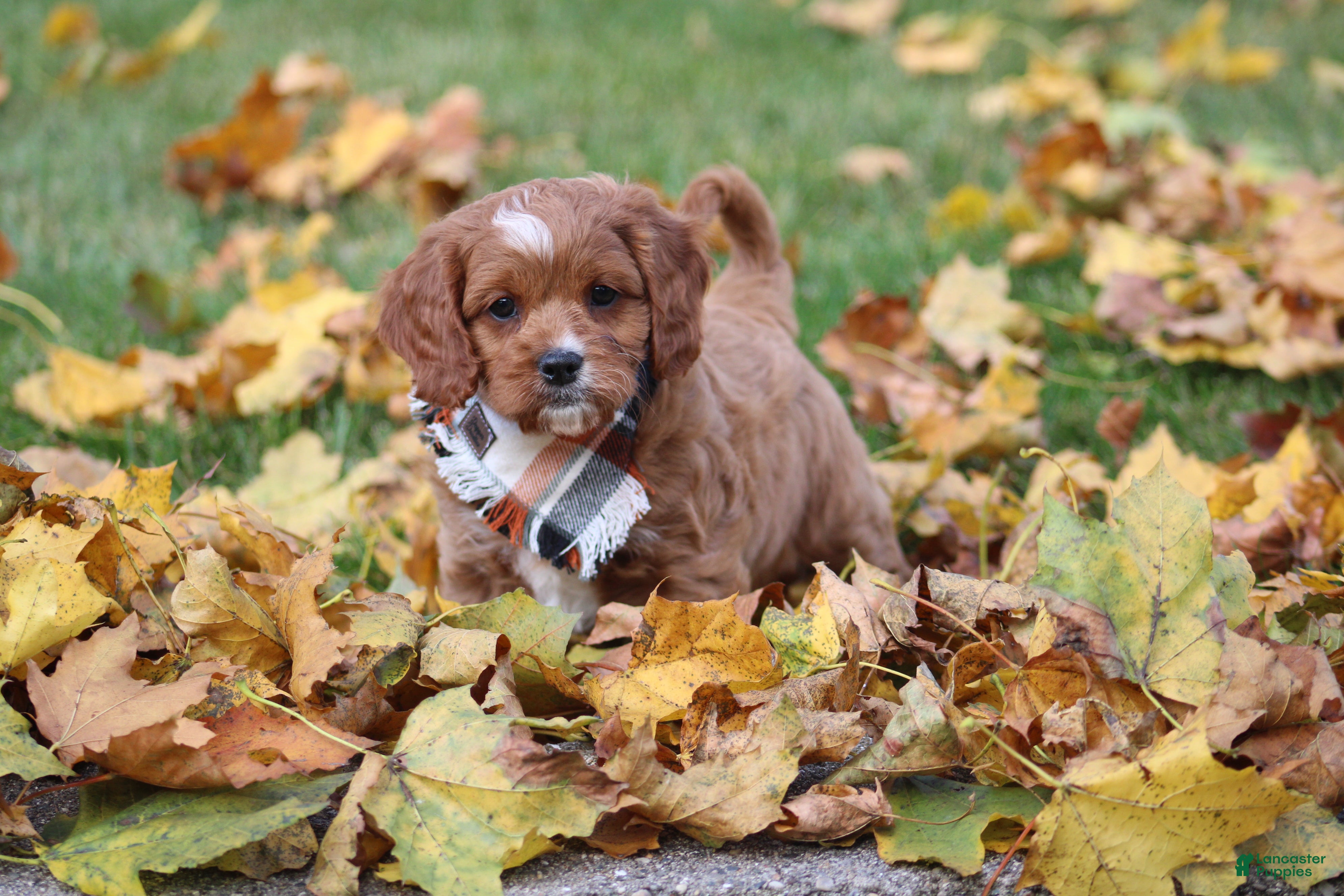 Cavapoo dogs for sale: Dax - Ad 1