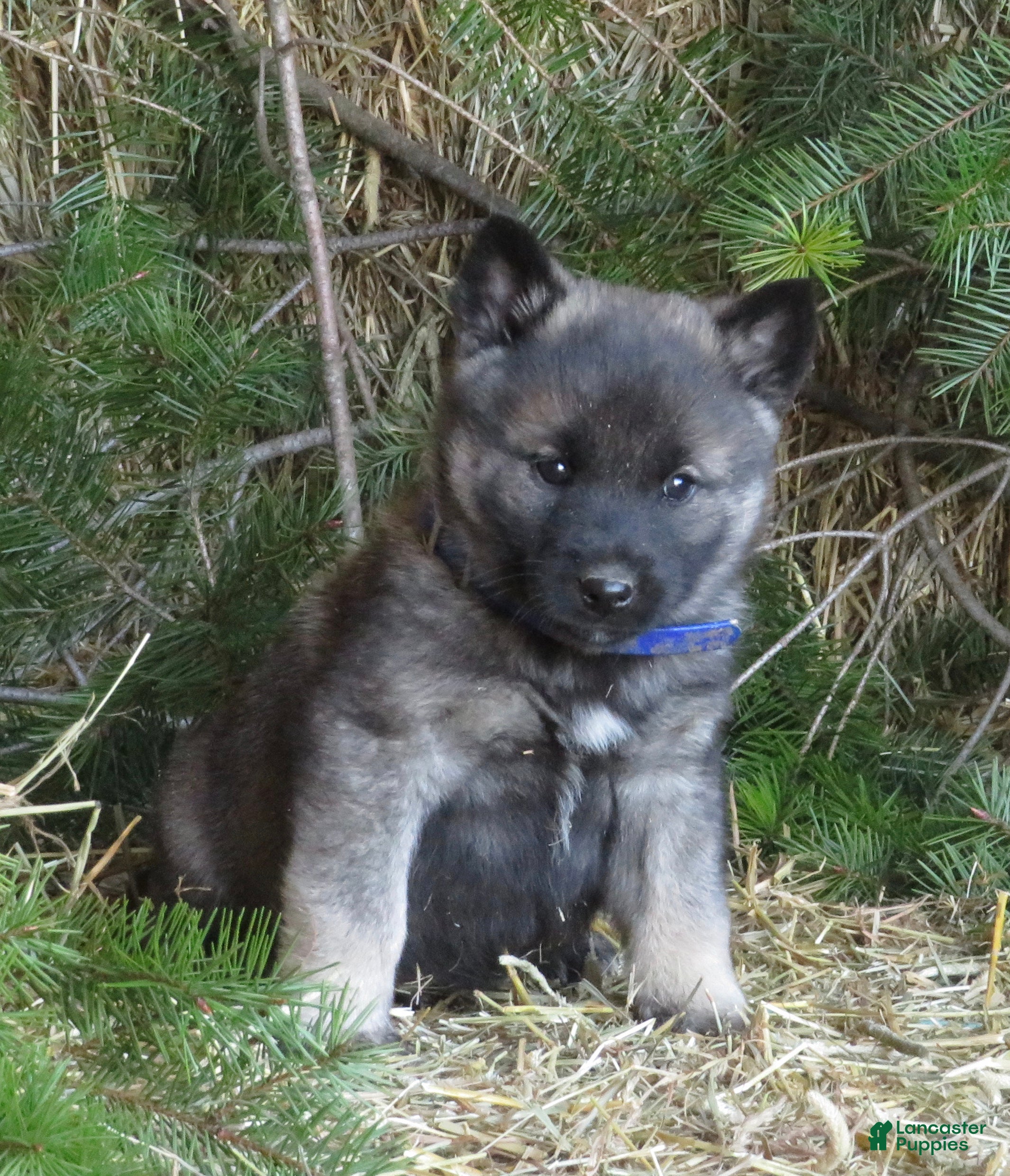 Norwegian Elkhound dogs Dasher - Ad 14