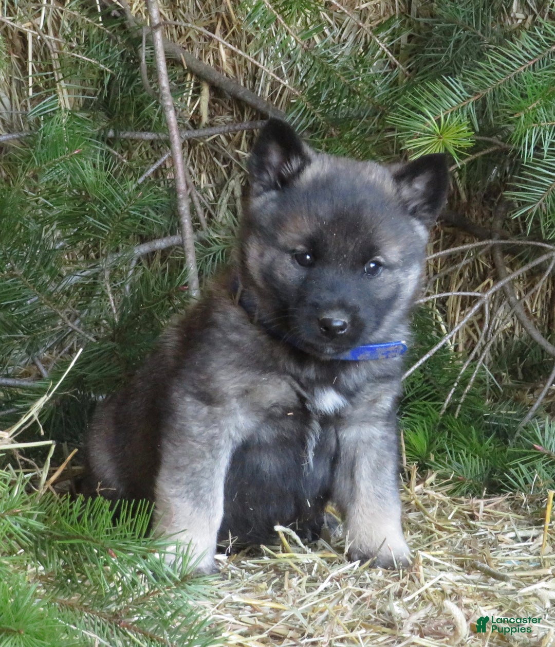 Norwegian Elkhound dogs for sale: Dasher - Ad 1