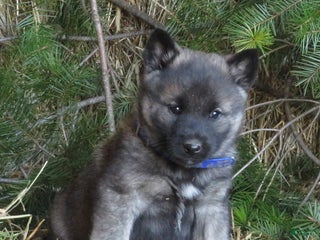 Norwegian Elkhound dogs Dasher - Ad 12