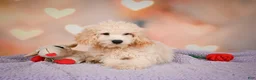 Cavapoo dogs for sale: pete - Ad 4