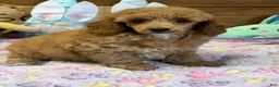 Toy Poodle dogs for sale: Finn - Ad 3