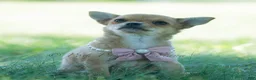 Chihuahua dogs for sale: Pumpkin - Ad 3