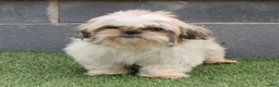 Shih Tzu dogs for sale: Jackie Shih Tzu Puppy  - Ad 5