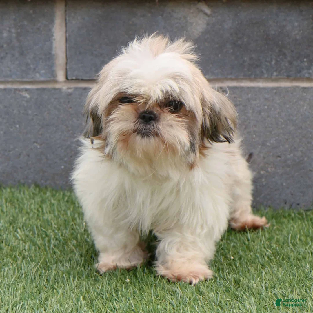 Shih Tzu dogs for sale: Jackie Shih Tzu Puppy  - Ad 5