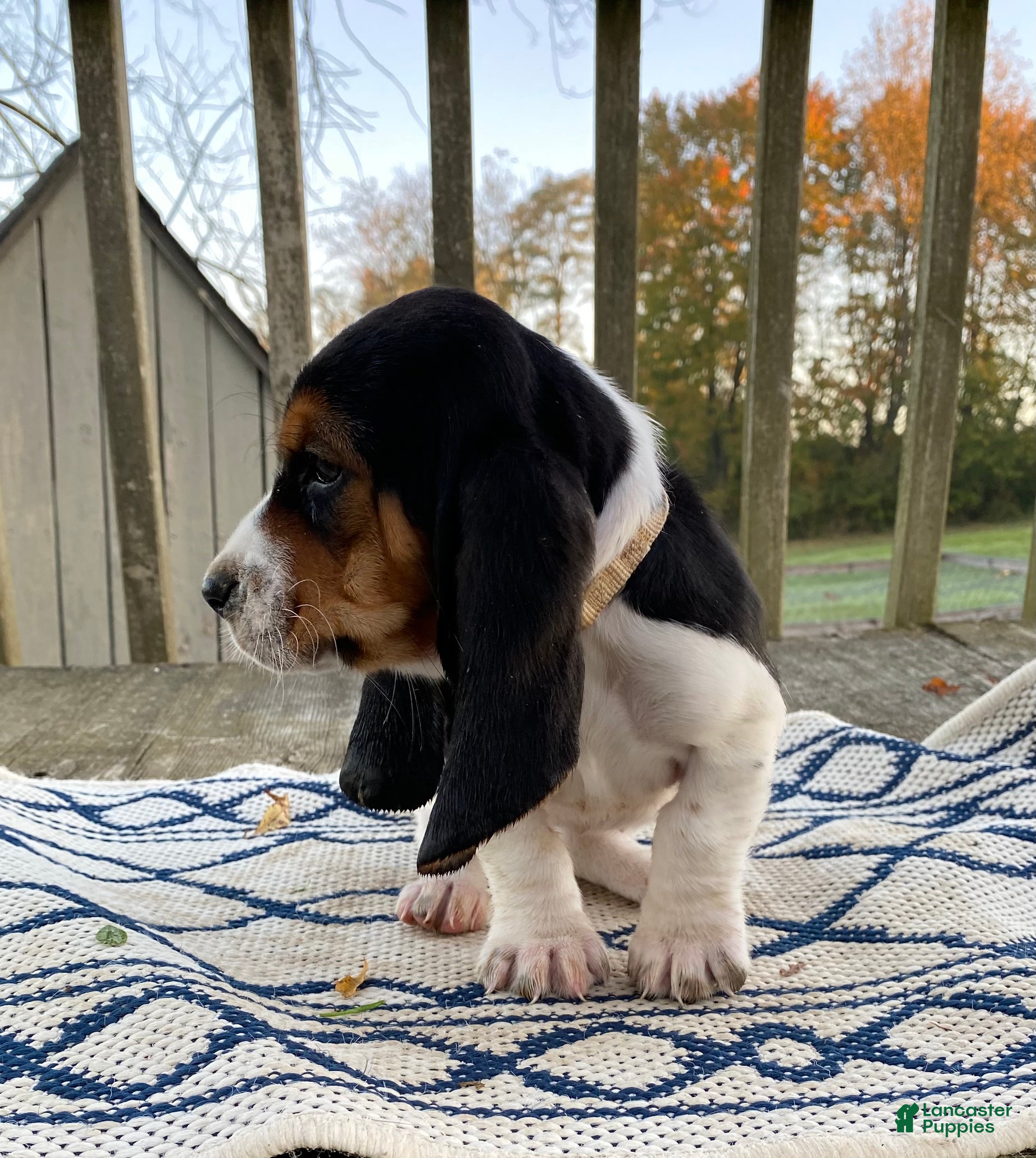 Basset Hound dogs for sale: Nyla - Ad 2