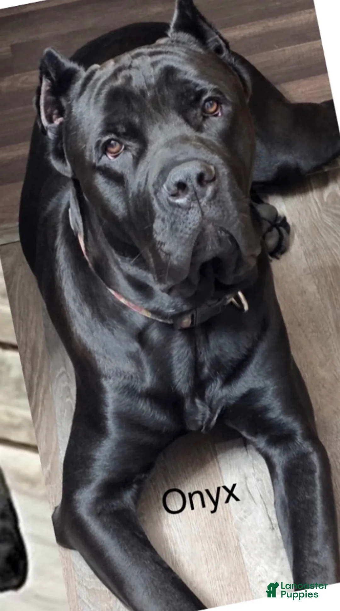 Cane Corso dogs for sale: Cane Corso Puppy 2 - Ad 4
