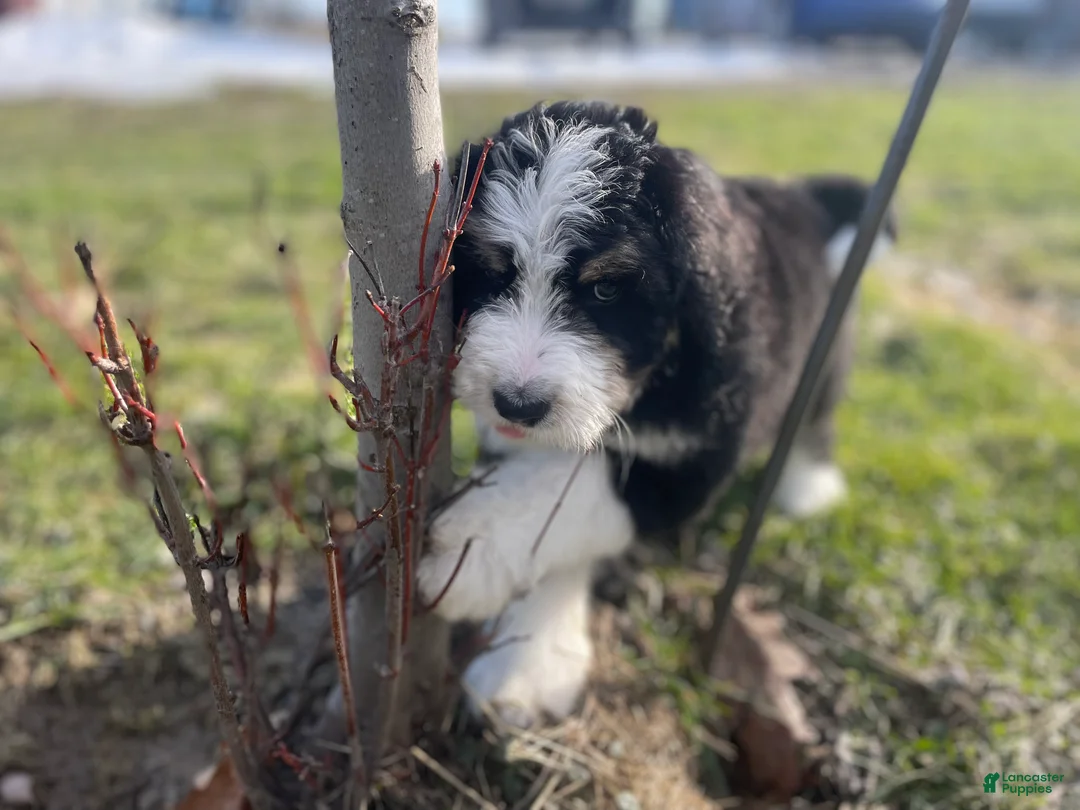 Bernedoodle dogs for sale: Duke - Ad 2