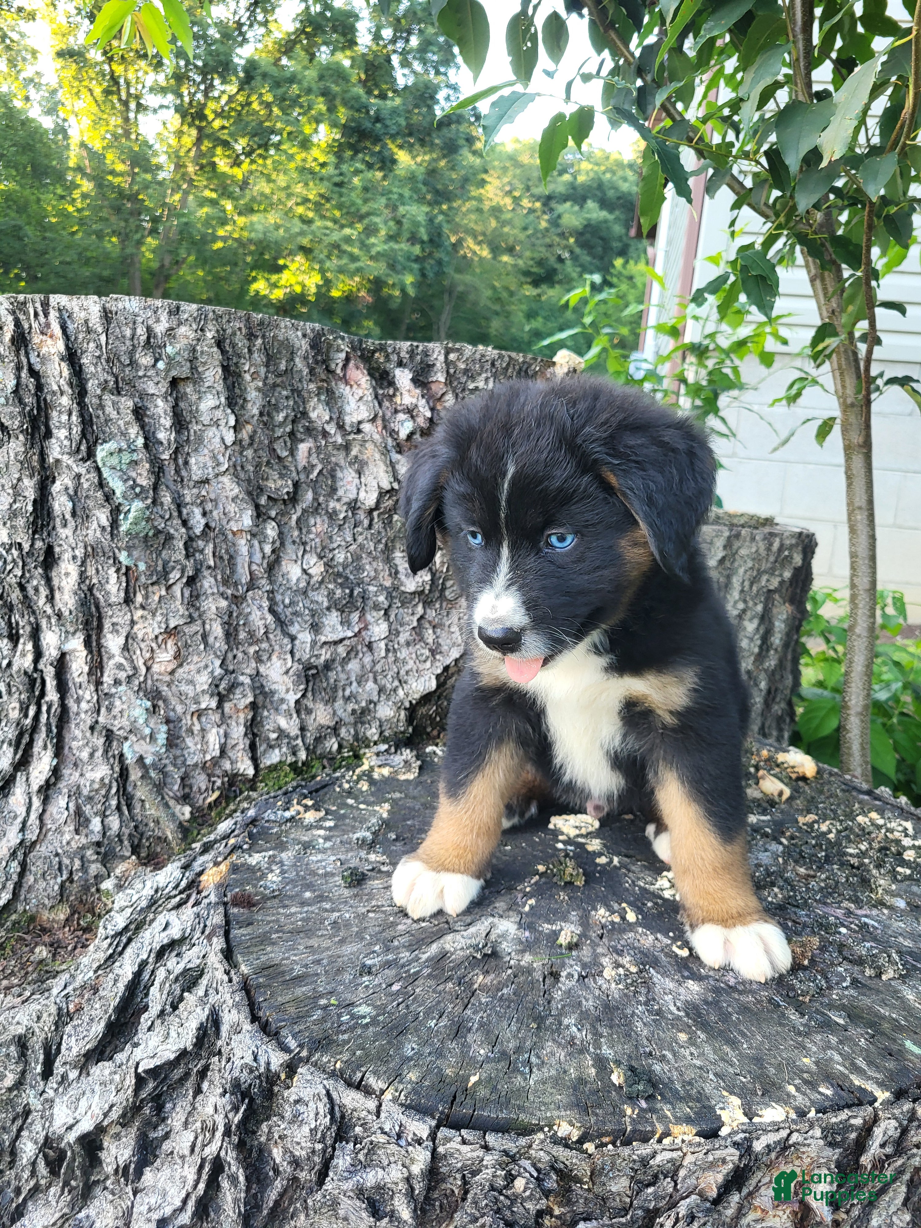 Mixed Breed dogs Teddy - Ad 2