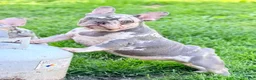 French Bulldog dogs for sale: Mellow - Ad 4