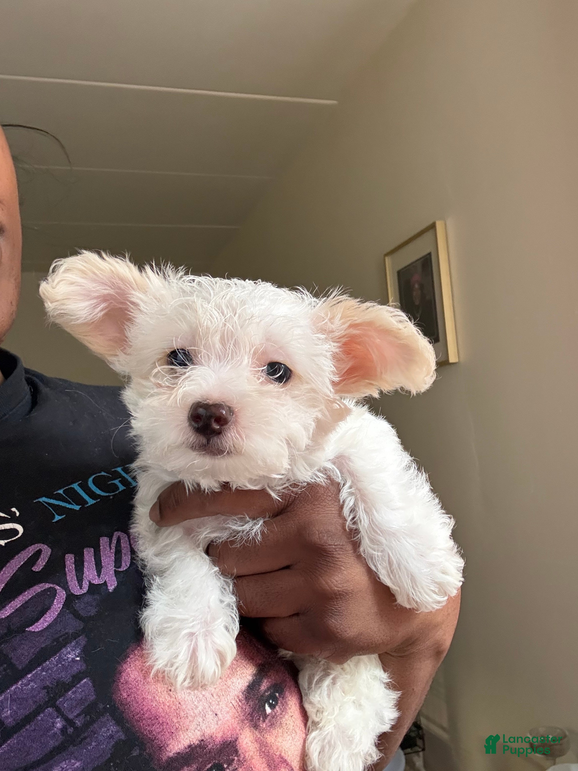 Mixed Breed dogs 🤍 White & Tan Boy - Ad 2