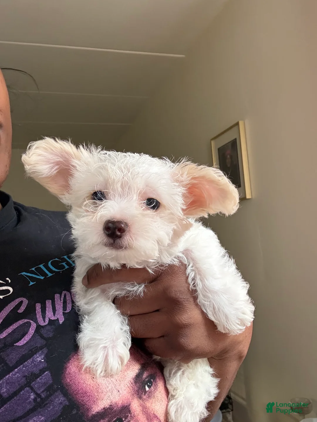 Mixed Breed dogs for sale: 🤍 White & Tan Boy - Ad 2