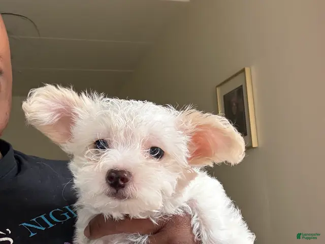 Mixed Breed dogs for sale: 🤍 White & Tan Boy - Ad 2