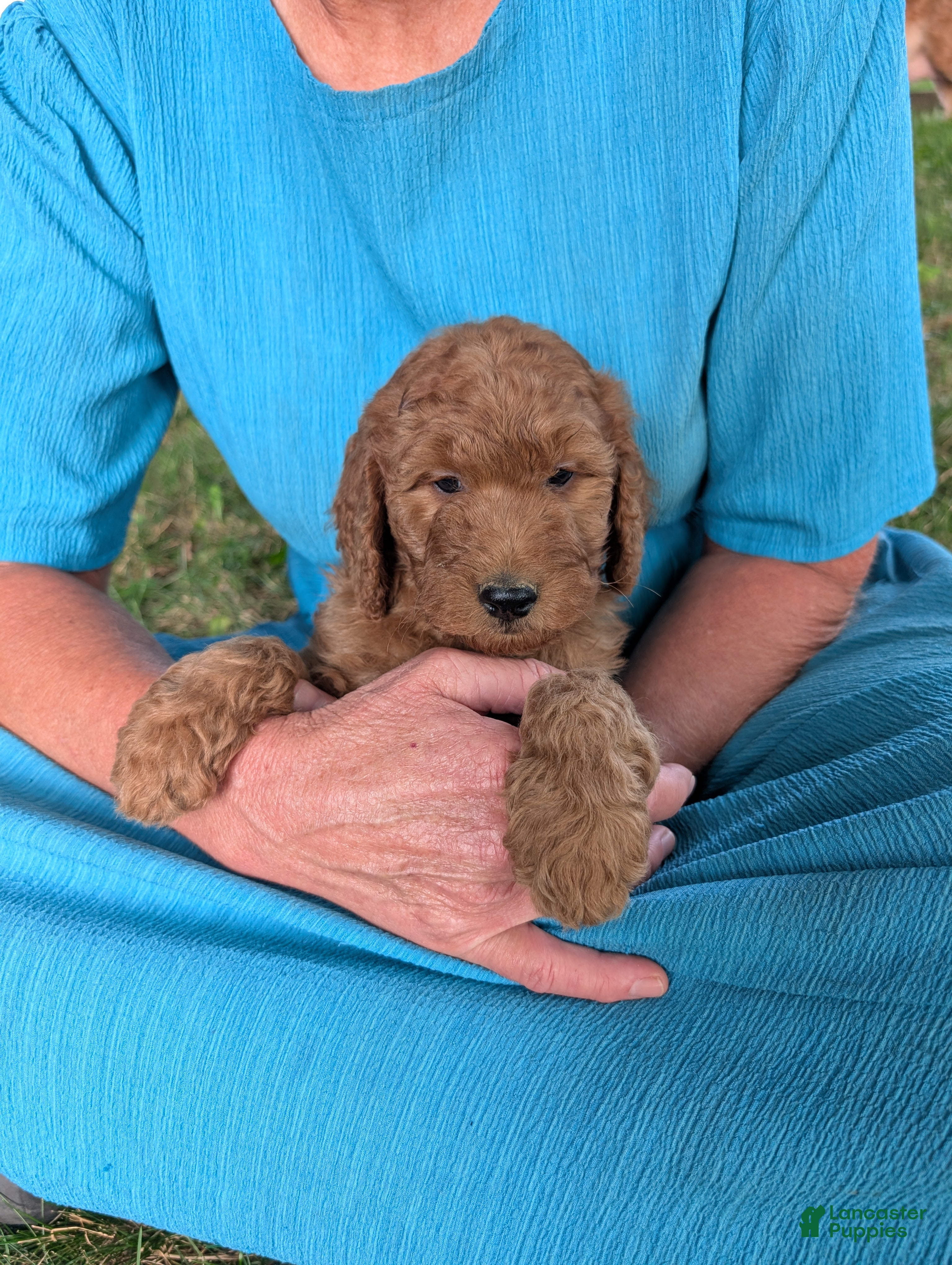 Goldendoodle dogs Lolly  - Ad 1