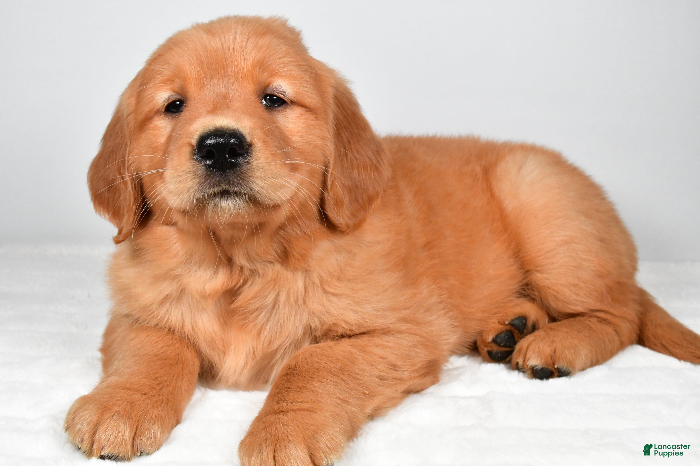 Golden Retriever dogs Roxy - Ad 1